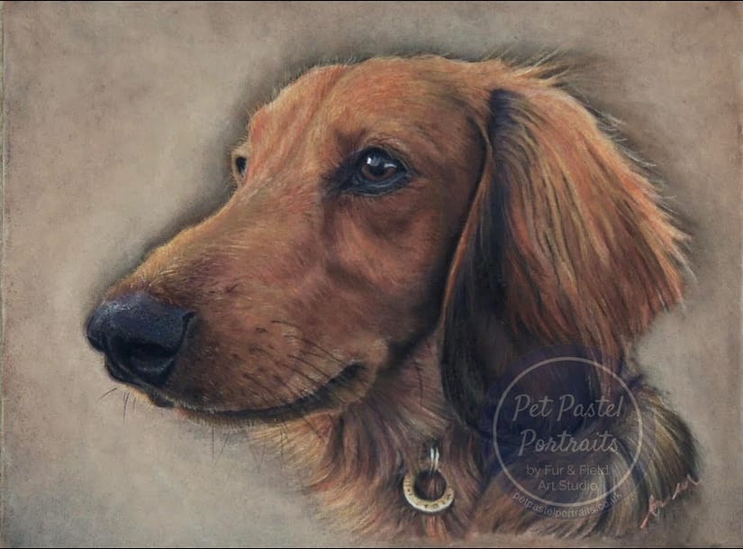 Angus dachshund painting ©alisonfield